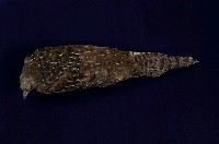 Mikado Pheasant Collection Image, Figure 7, Total 11 Figures
